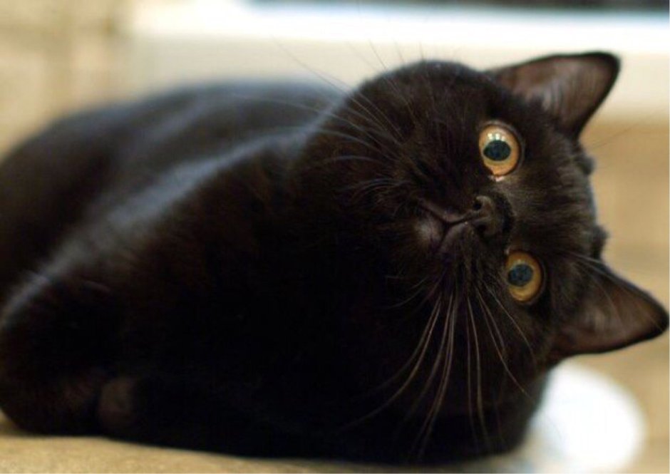 Кот британец черный