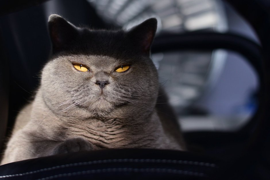 Наглый британский кот