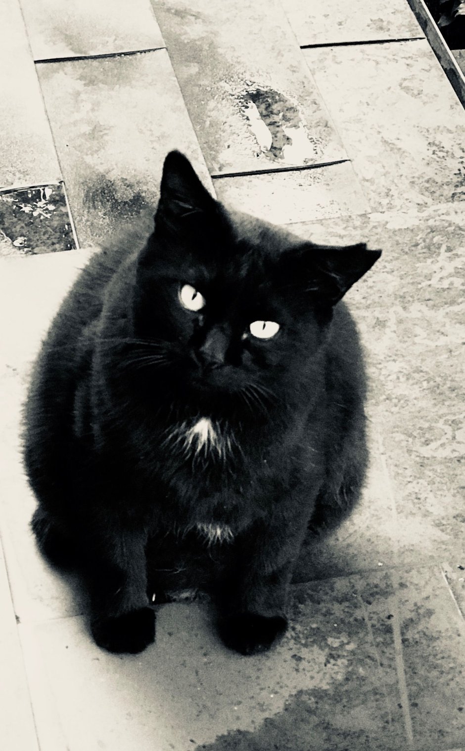 Толстые котики черные