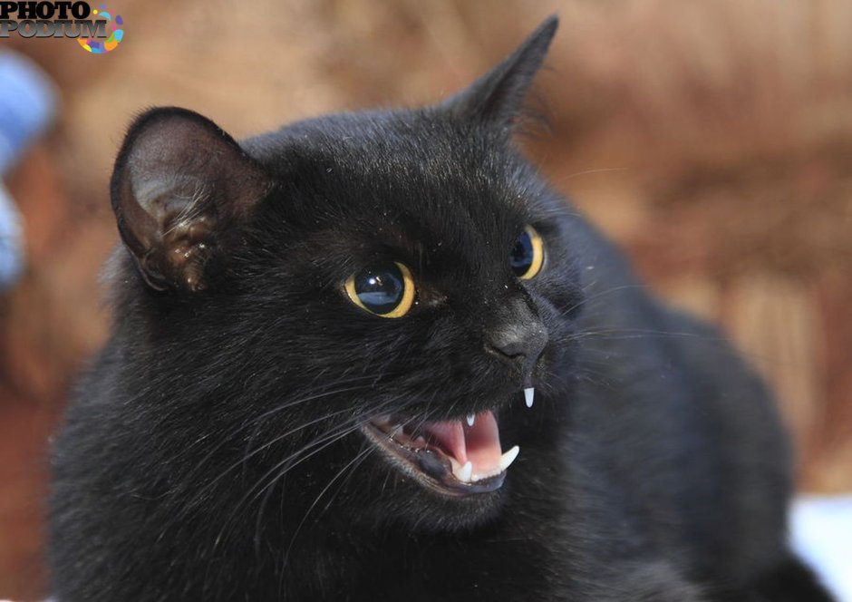 Недовольный черный кот