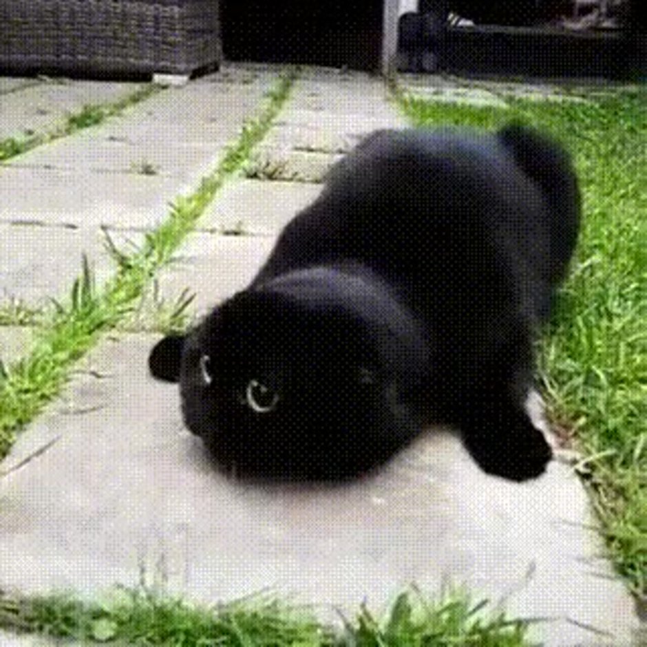 Толстый черный котенок