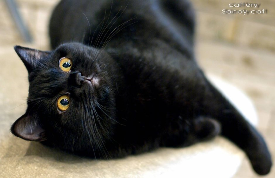 Британец кошка черная