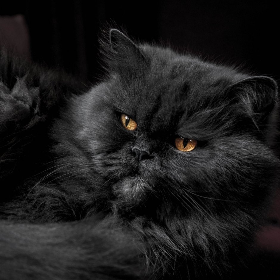 Уставшая черная кошка