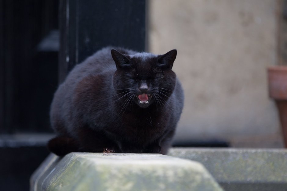 Толстый черный кот