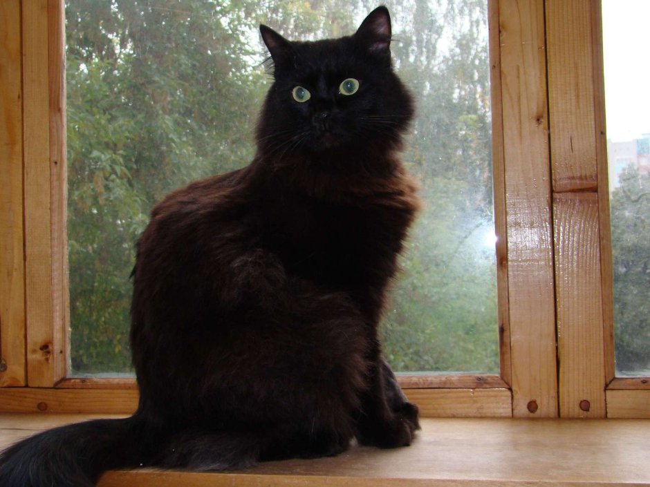 Черная пушистая кошка