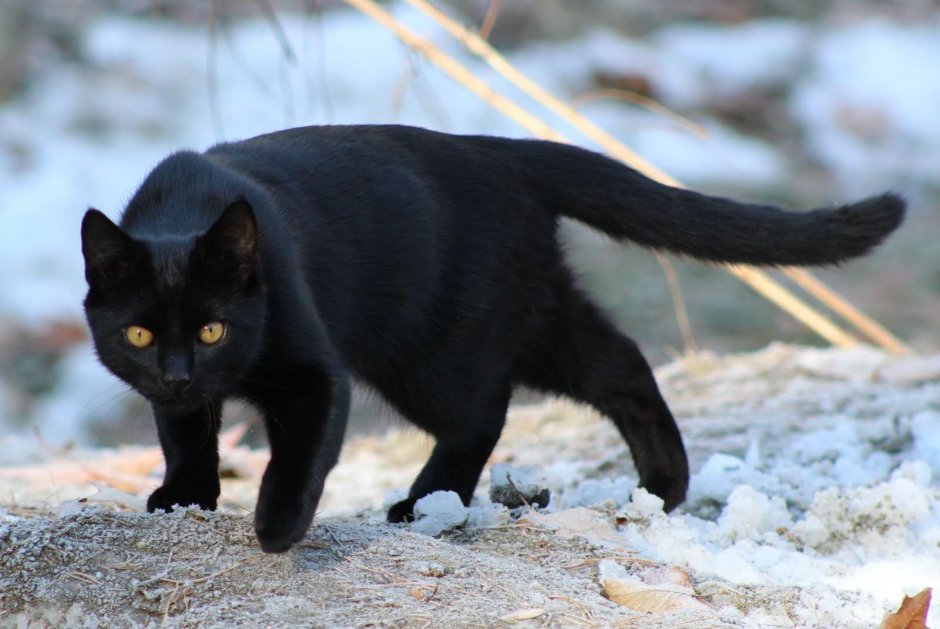 Большой черный кот