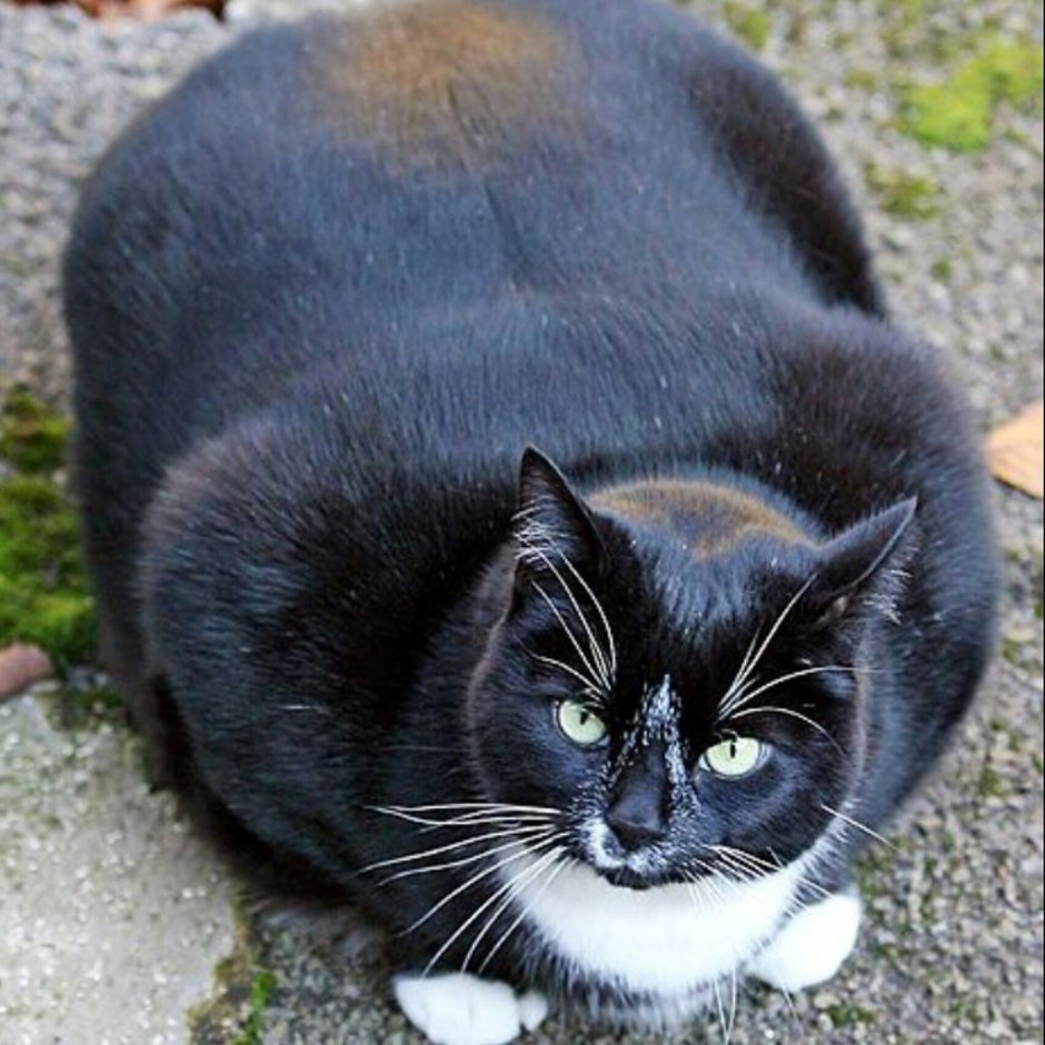 Жирный черный кот