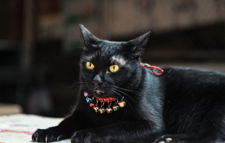 Кот Бегемот Алла Лебедева