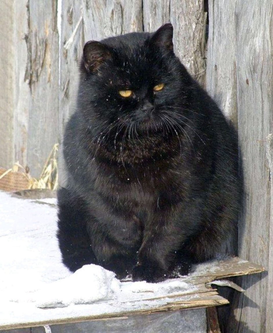 Толстые черные коты