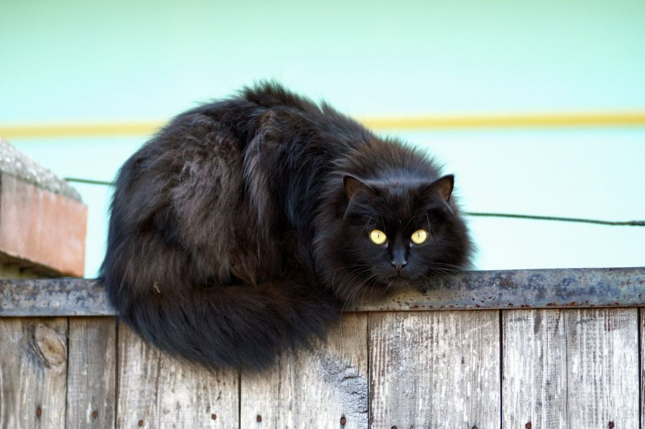Черный пушистый толстый кот
