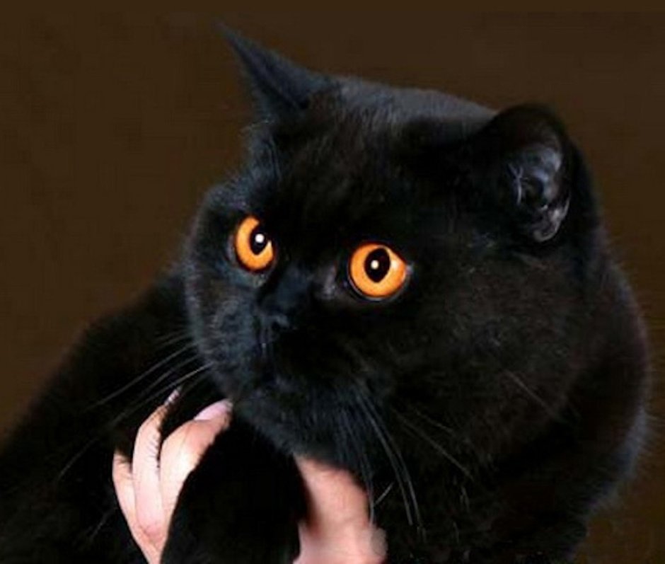 Богемский кот черный