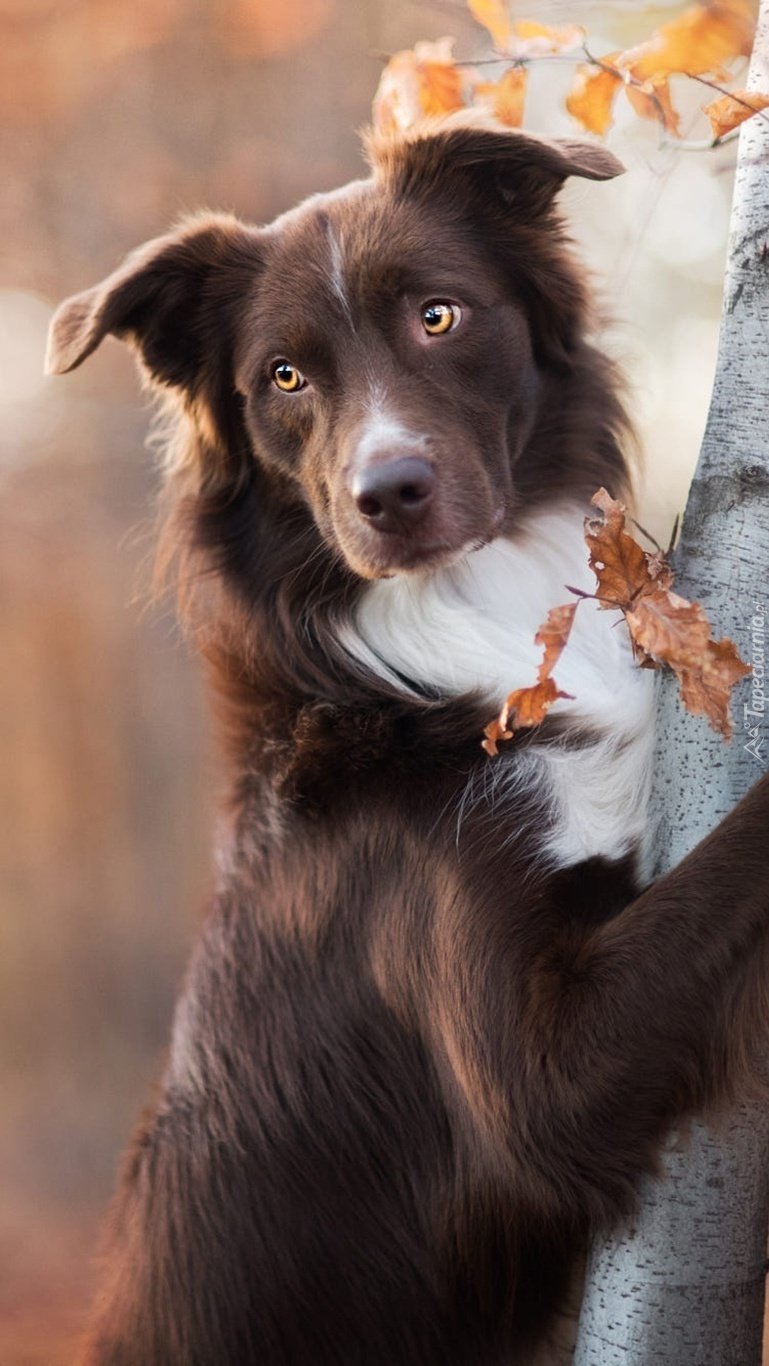 Аусси австралийская овчарка