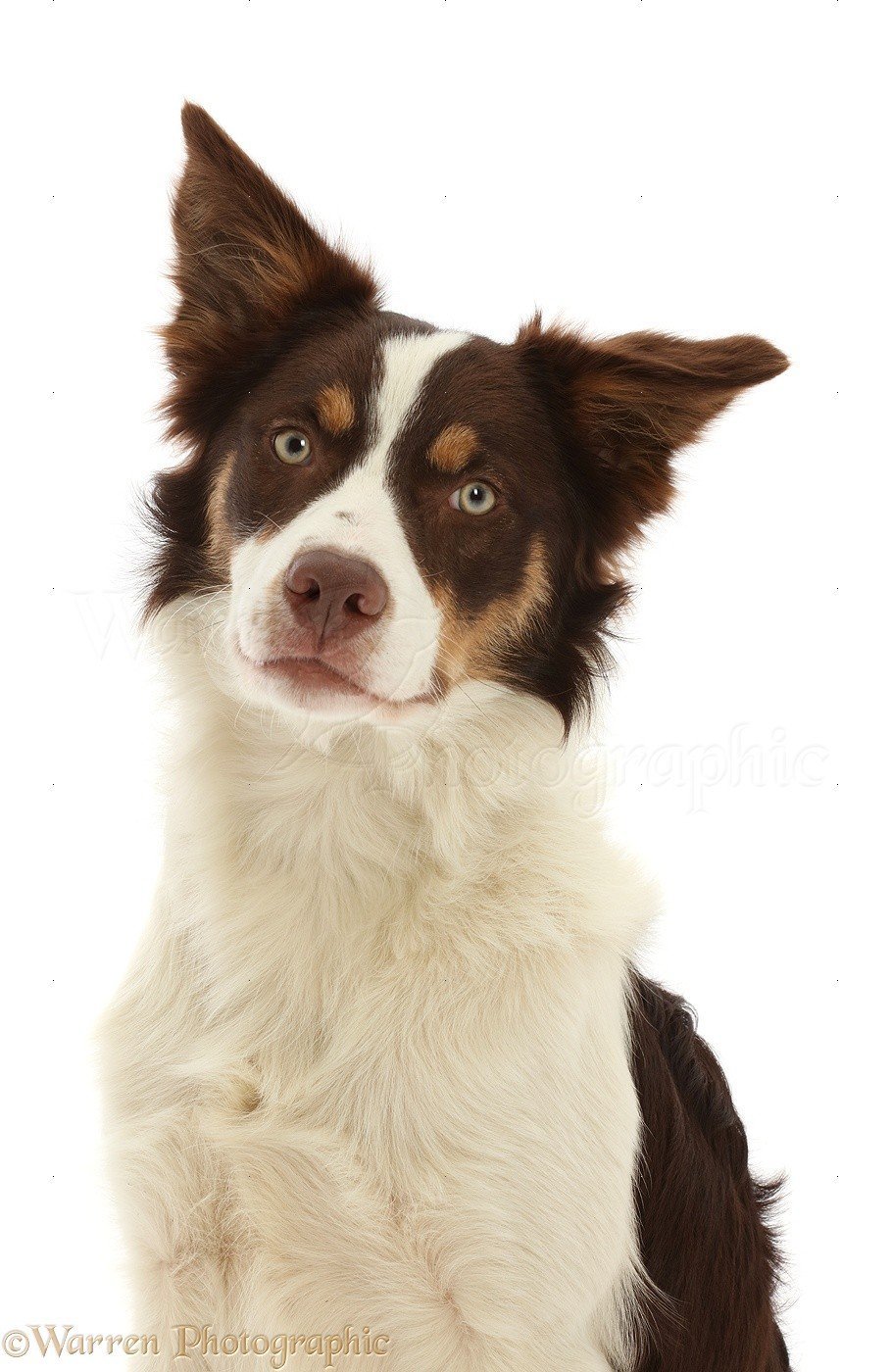 Бордер колли Red