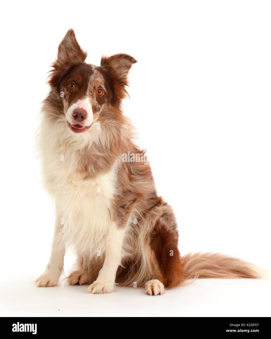 Бордер колли шоколадный