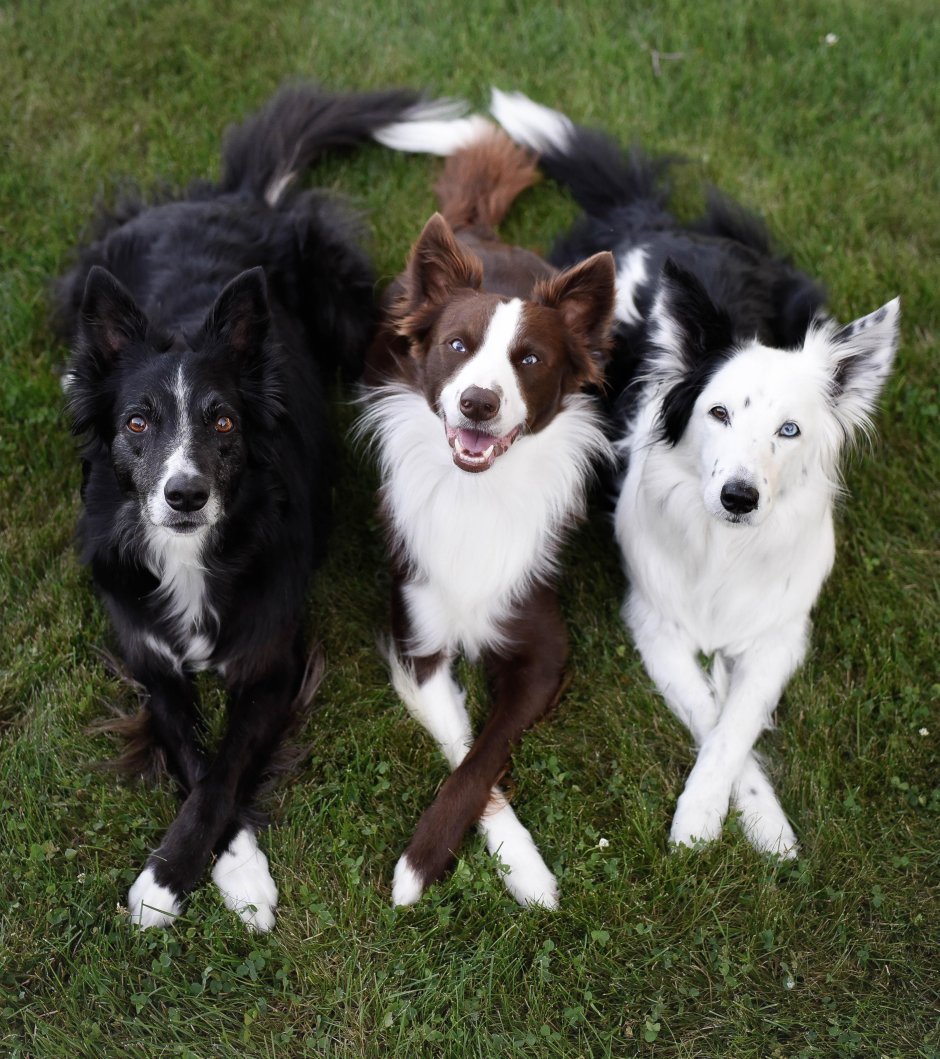 Бордер колли щенок шоколадный