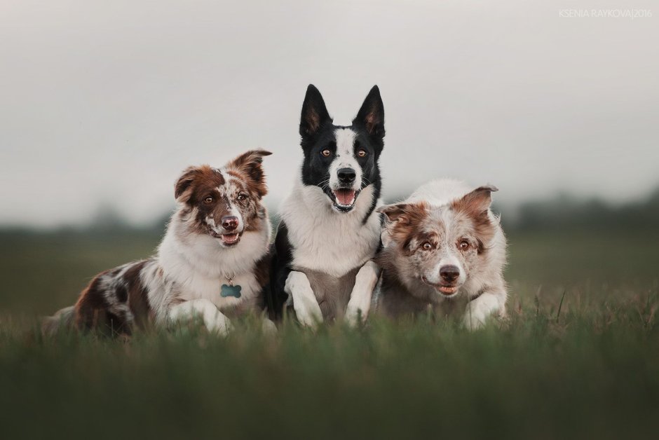 Австралийская бордер колли