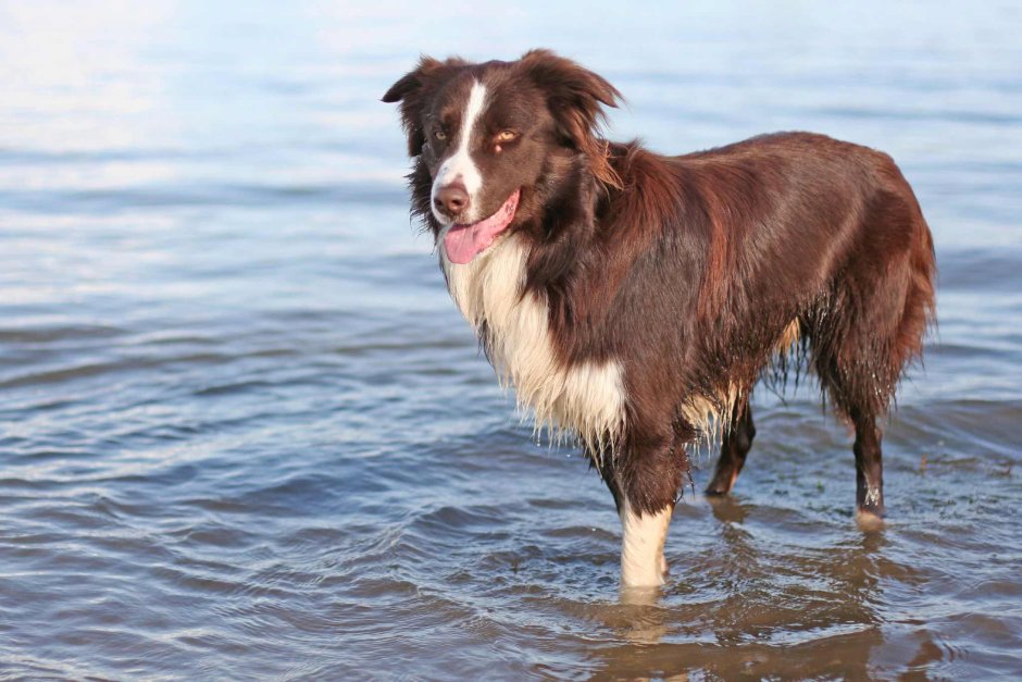 Бордер колли шоколадный