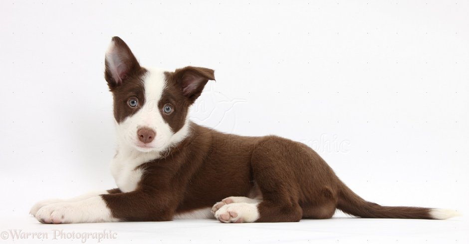 Бордер колли Олд Хемп