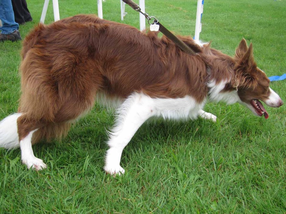 Бордер колли шоколадный