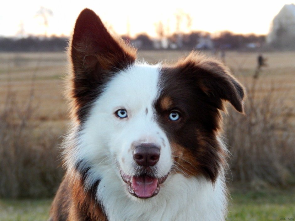 Бордер колли Браун