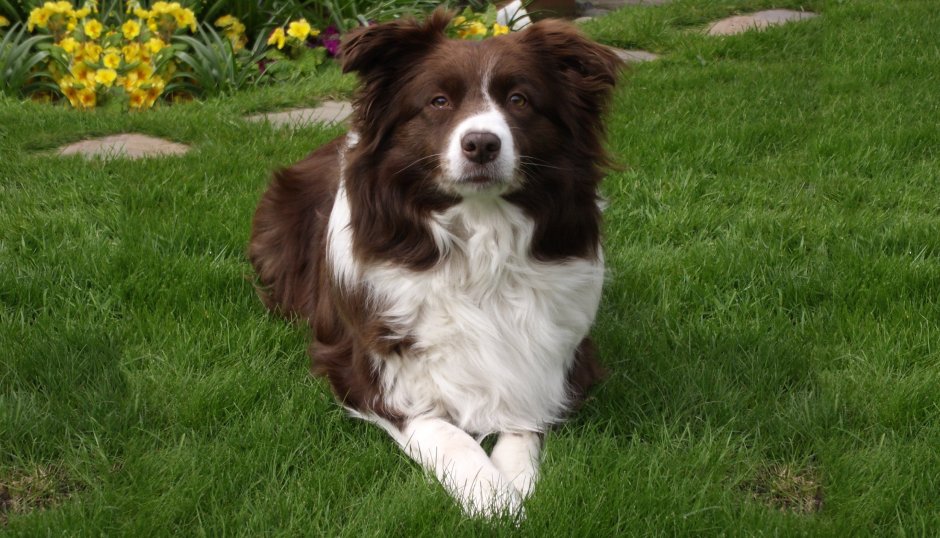 Бордер колли пегая