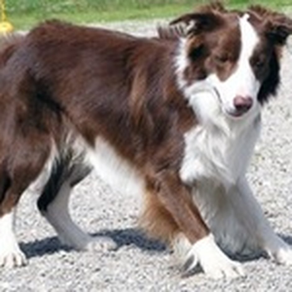 Бордер колли шоколадный