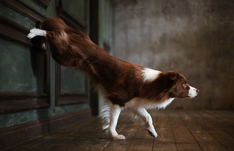 Метис бордер колли