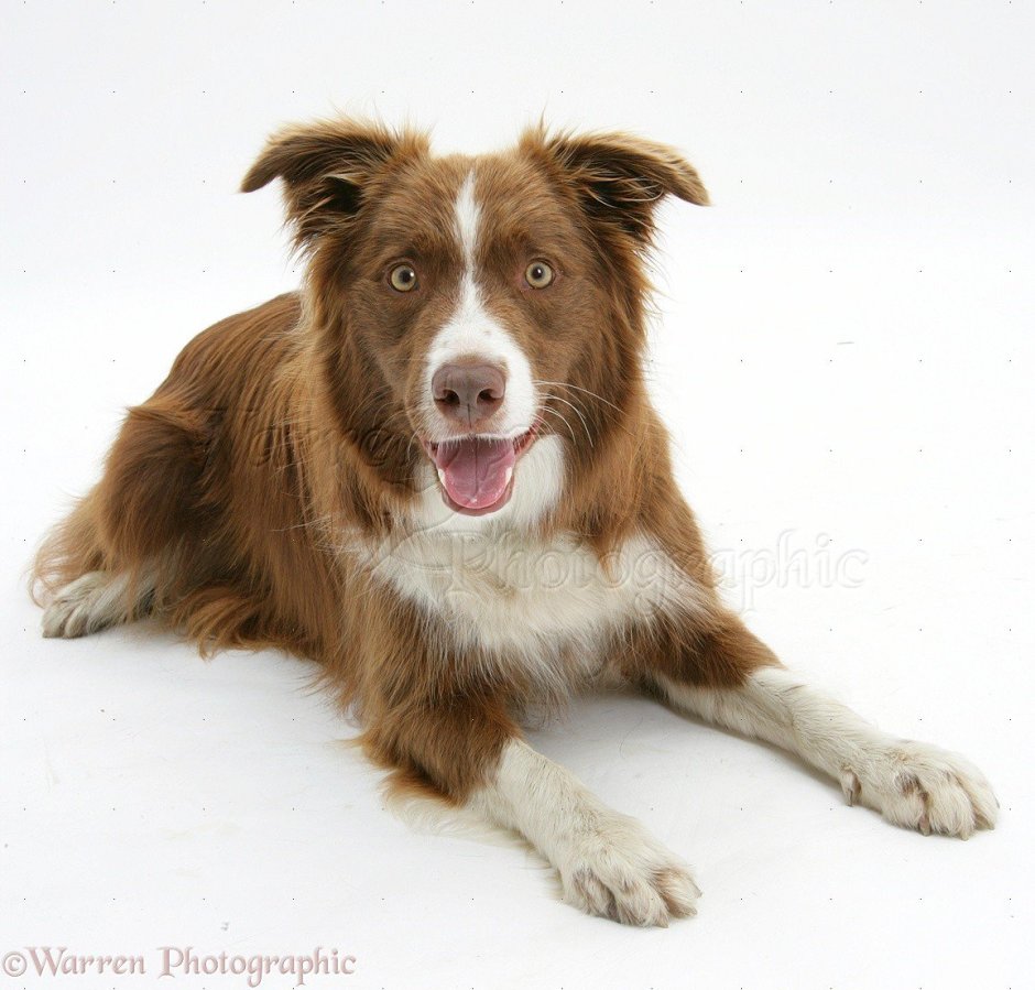 Бордер колли кобель