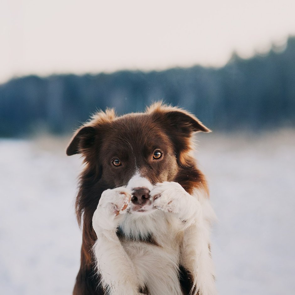 Бордер колли дымчатый