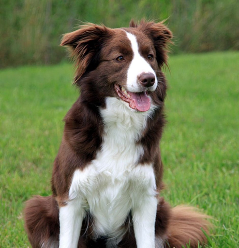 Бордер колли шоколадный