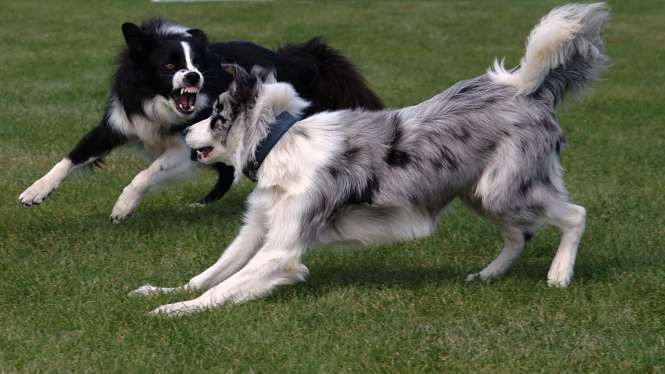 Бордер колли шоколадный