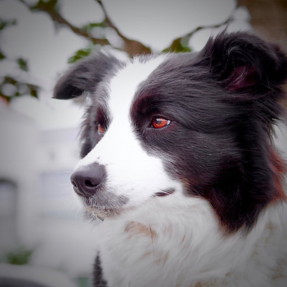 Бордер колли шоколадный