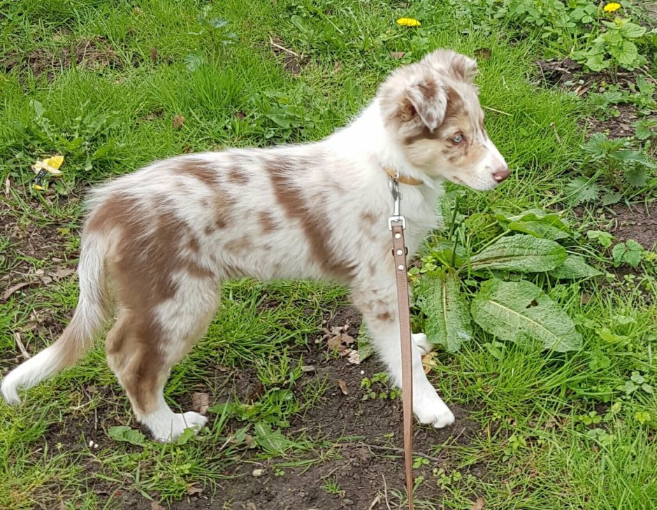 Бордер колли шоколадный