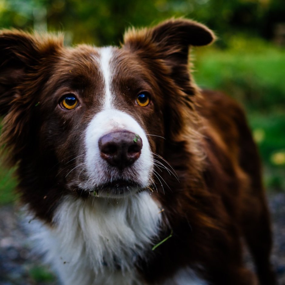 Австралийская овчарка аусси коричневая