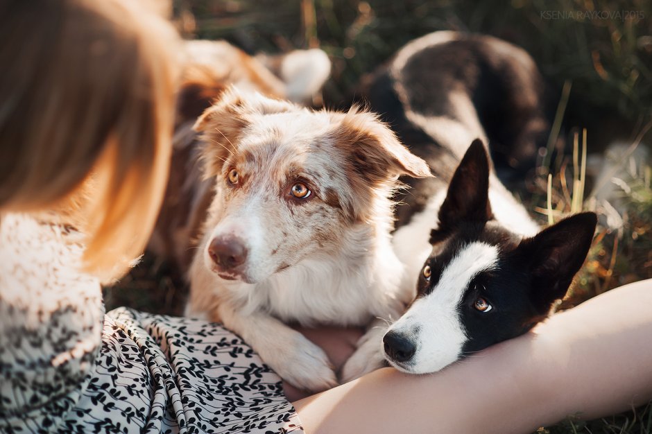 Шоу бордер колли коричневая