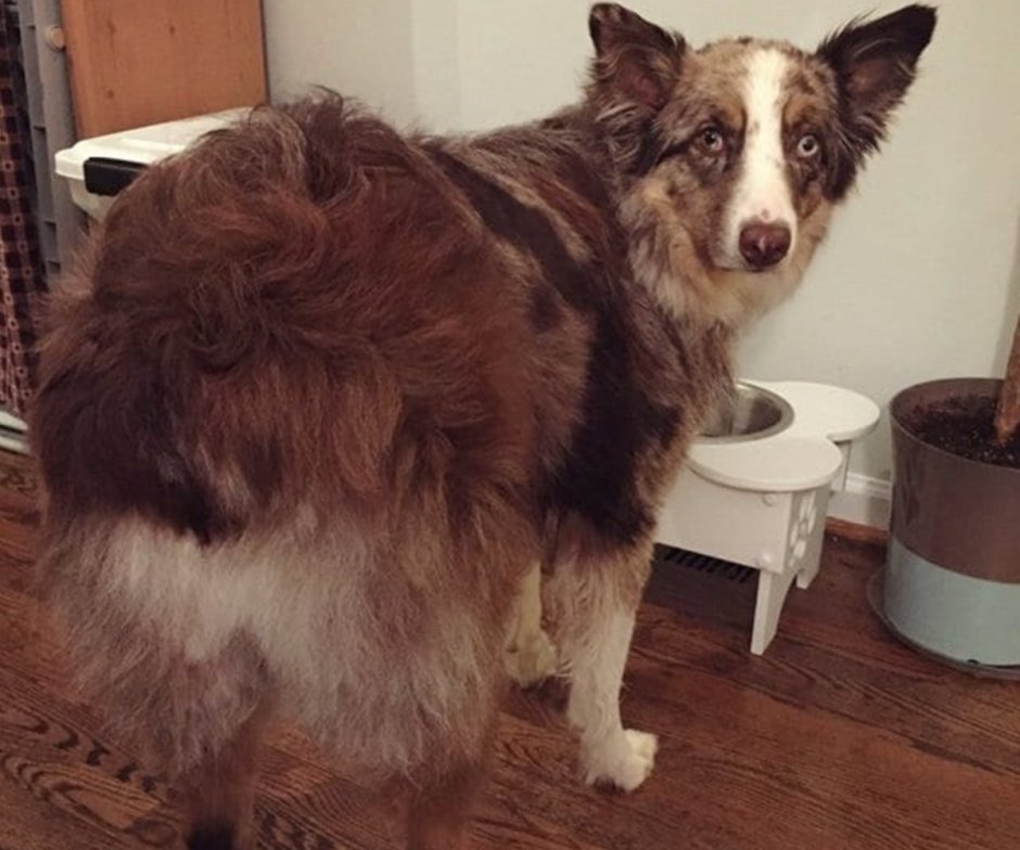 Бордер колли Альфуша