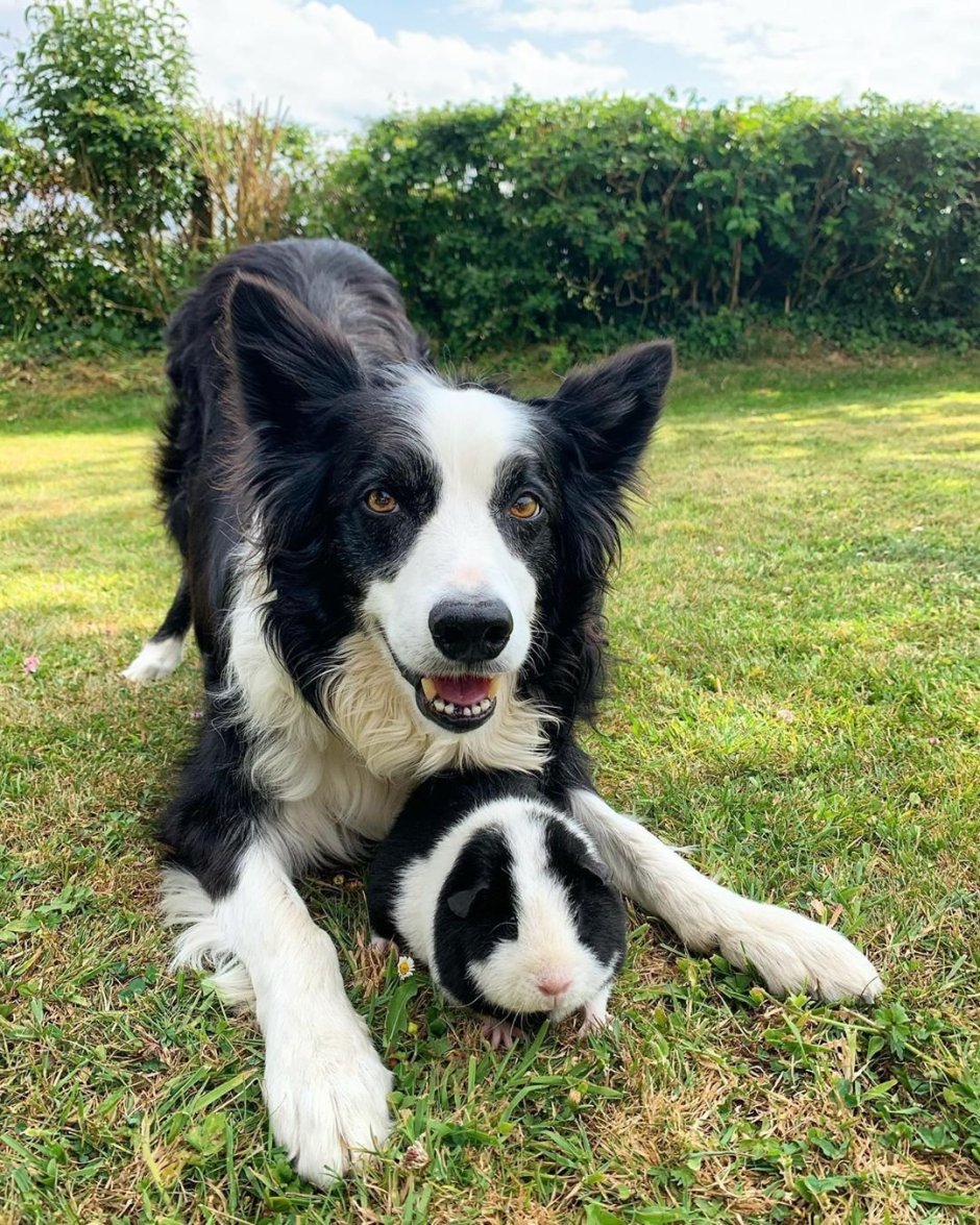 Бордер колли короткошерстный шоколадный