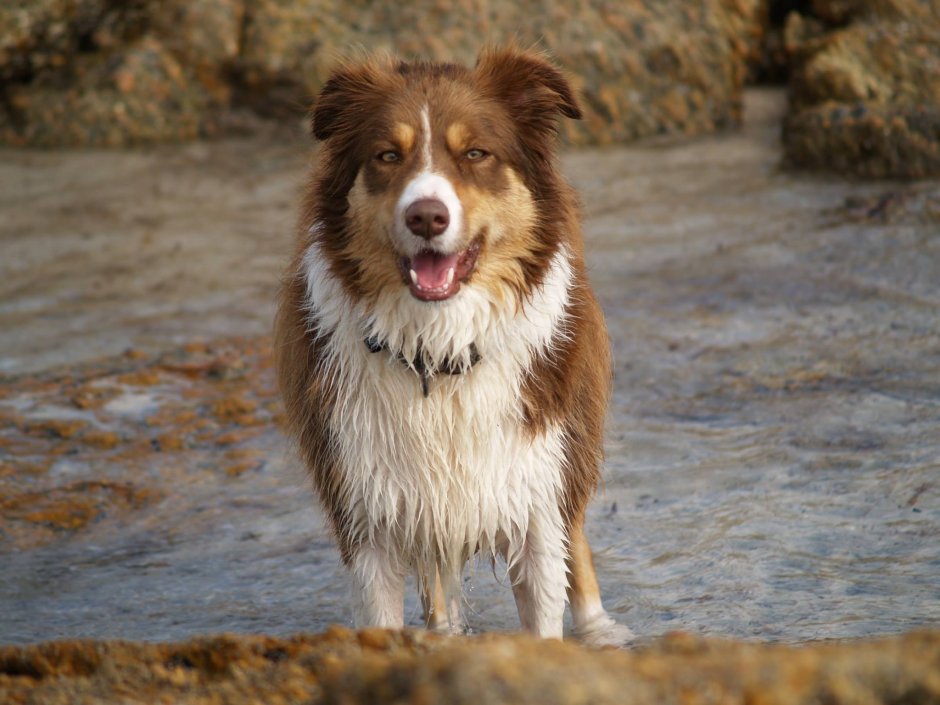 Бордер колли шоколадный
