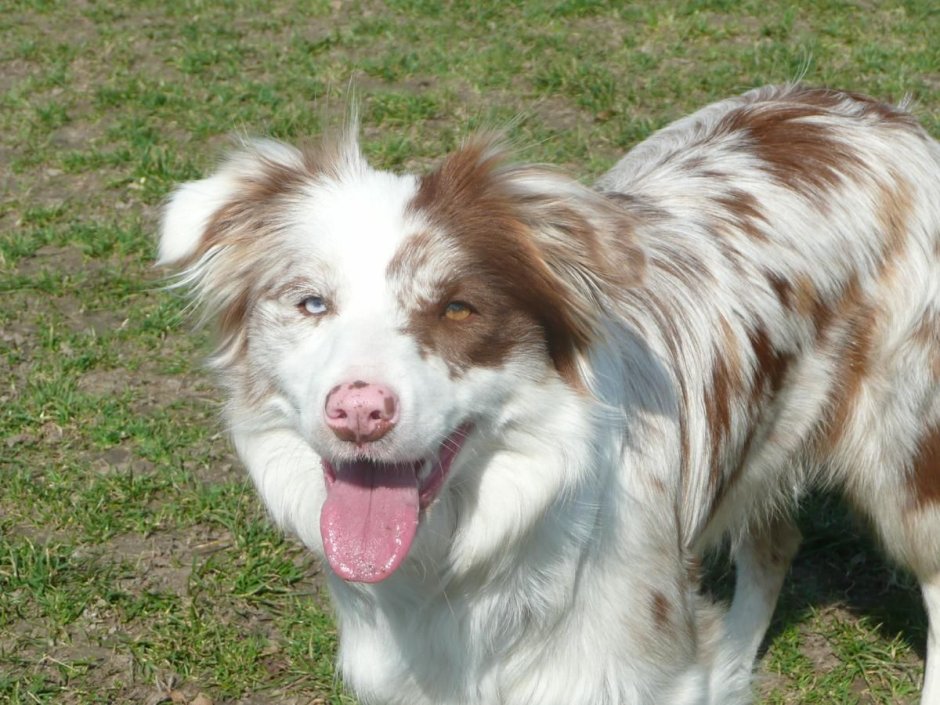 Бордер колли окрасы