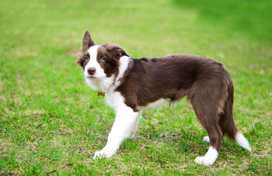 Бордер колли шоколадный