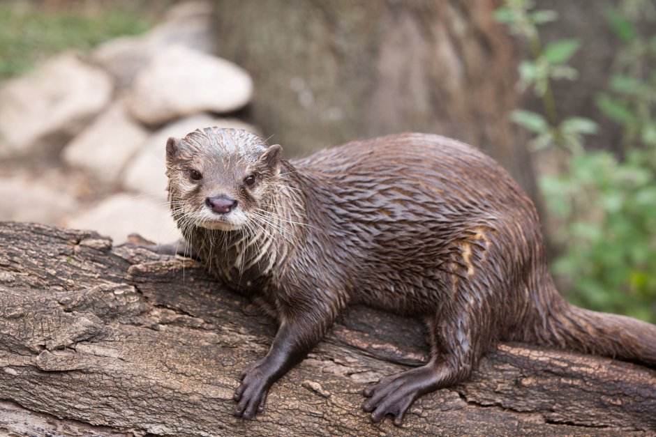 Капская выдра