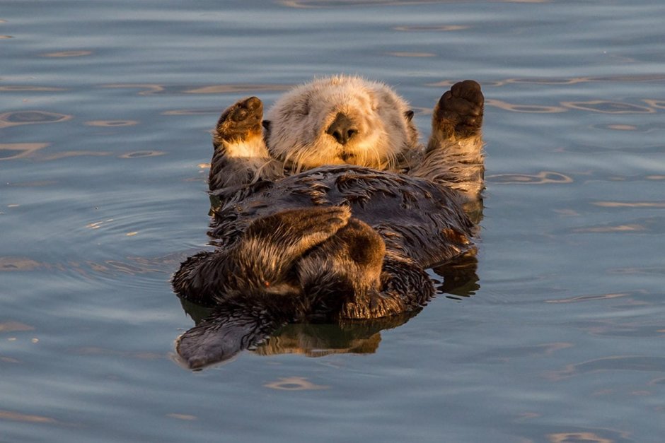 Морской Бобр калан
