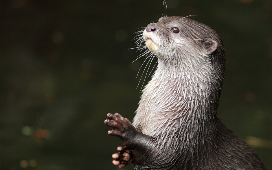 Выдра Речная
