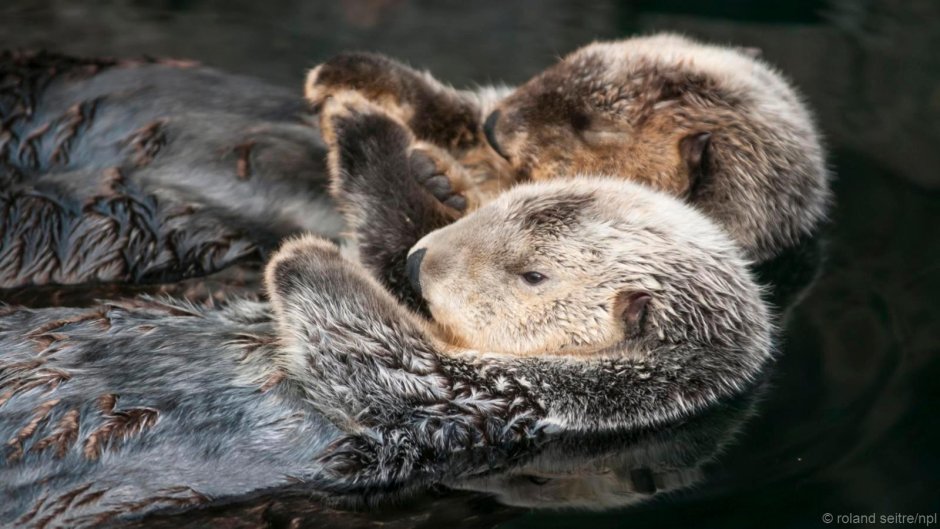 Морские выдры держатся за лапки