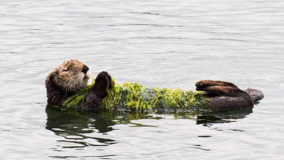 Калан в водорослях
