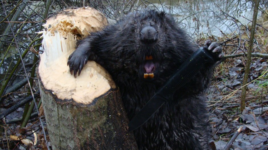 Смешные бобры