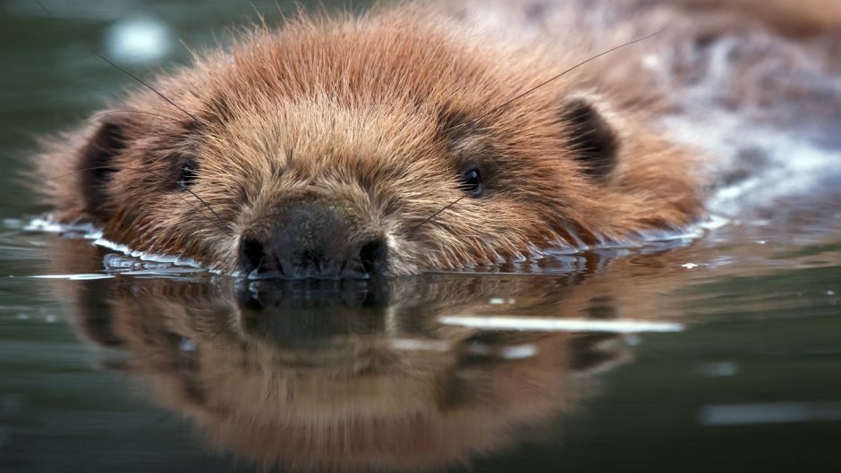 Фото Бобров