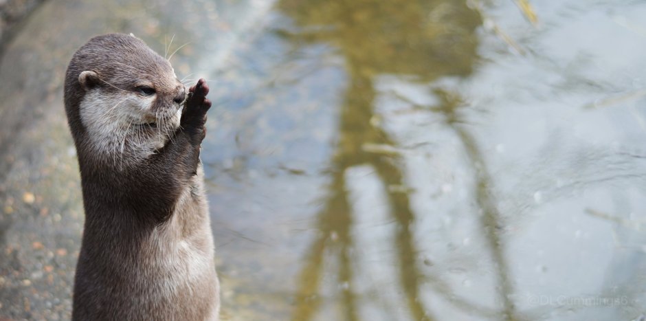 Выдра на рабочий стол