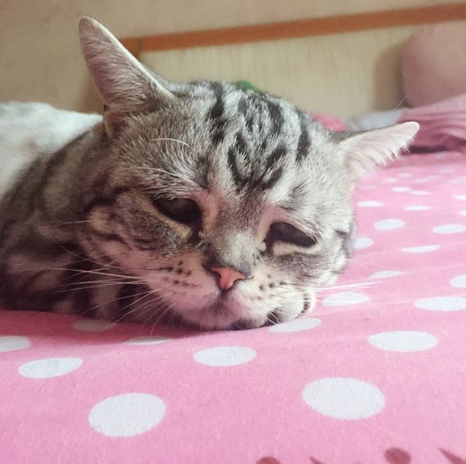 Кошечка плачет