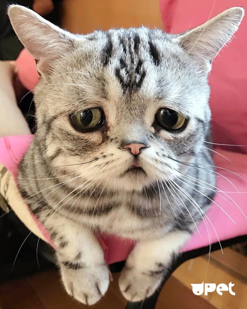Печальный котик
